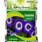 Cineraria Flower Seeds