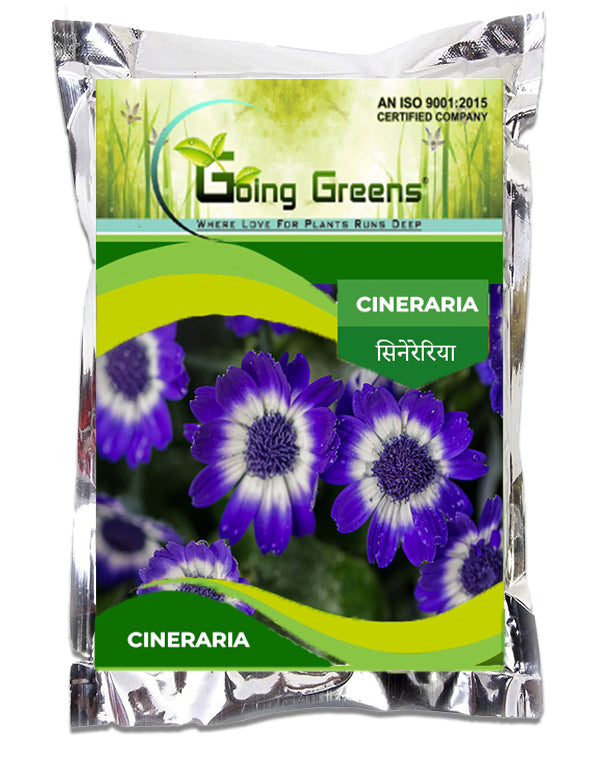 Cineraria Flower Seeds