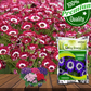 Cineraria Flower Seeds