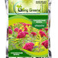 Cockscomb JeweL Flower Seeds