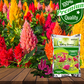 Cockscomb JeweL Flower Seeds