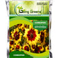 Coreopsis Flower Seeds