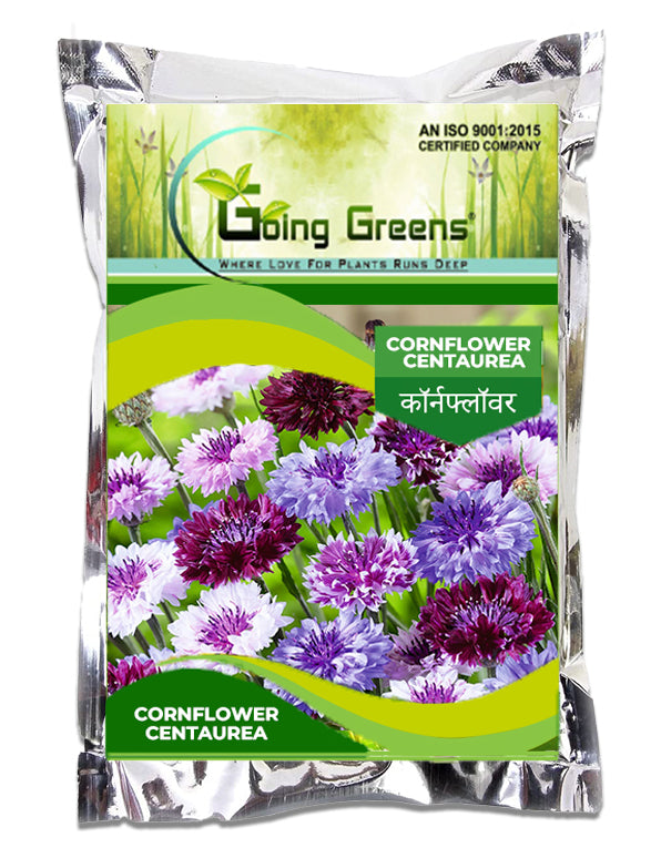 Cornflower Centaurea Flower Seeds