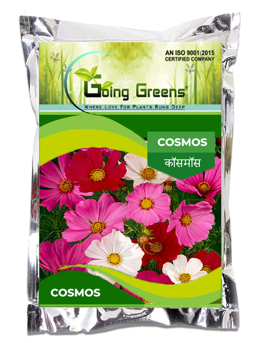 Cosmos Orange Flower Seeds