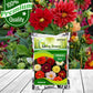 Dahlia Flower Seeds