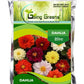 Dahlia Flower Seeds