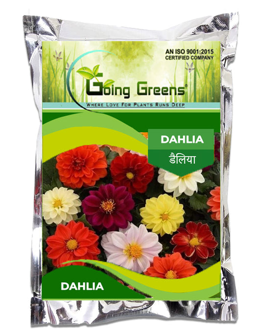 Dahlia Flower Seeds