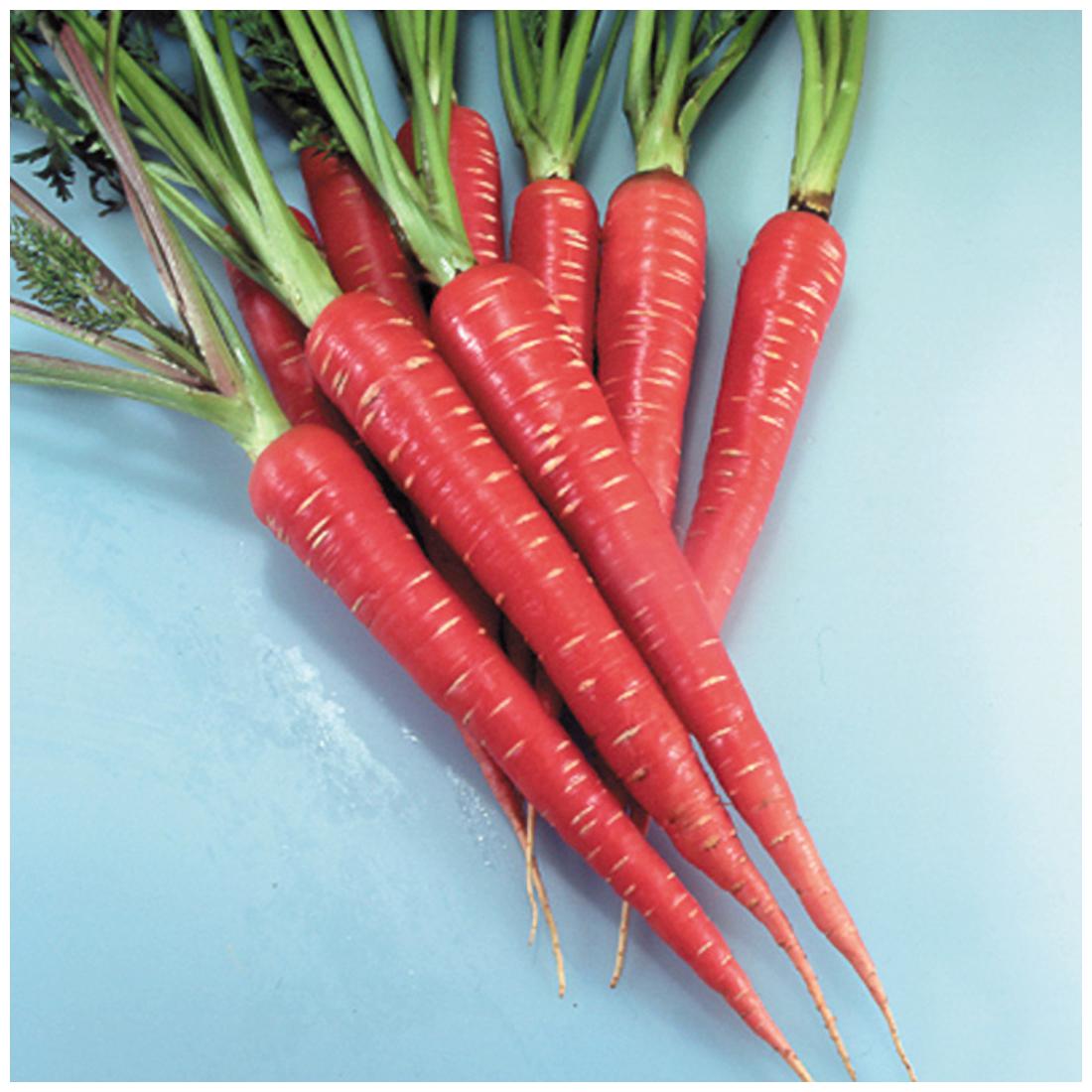Carrot