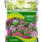 Dianthus Flower Seeds
