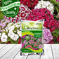 Dianthus Flower Seeds