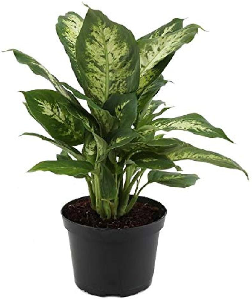 Dieffenbachia Plant