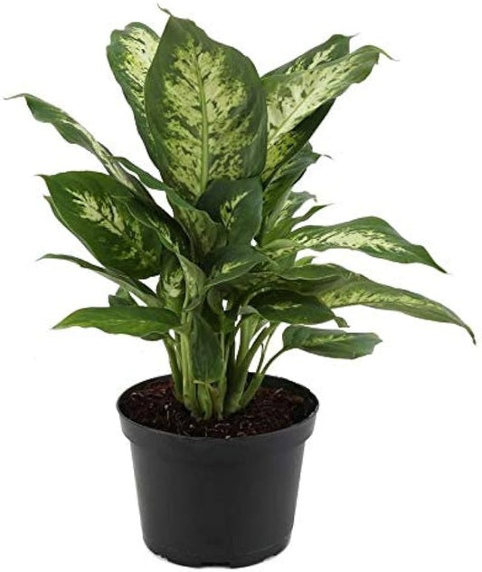 Dieffenbachia Plant