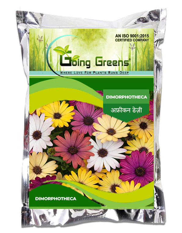 Dimorphotheca Seeds Collection Dimorphotheca Flower Seeds – Going Greens