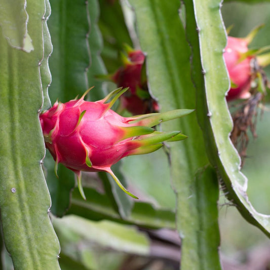 Dragon Fruit Plant