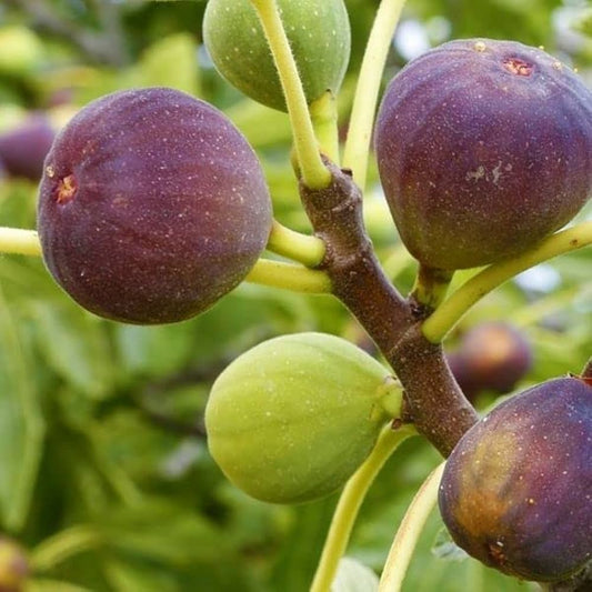 Common Fig / Anjeer Plant