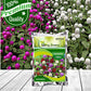 Gompherena Flower Seeds