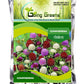 Gompherena Flower Seeds