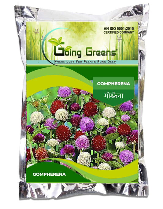 Gompherena Flower Seeds