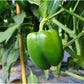 Green Capsicum (Hari Shimla Mirch) Seeds
