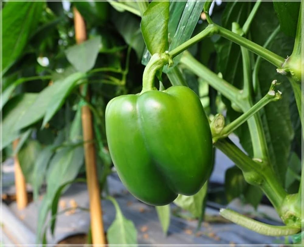 Green Capsicum (Hari Shimla Mirch) Seeds