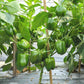 Green Capsicum (Hari Shimla Mirch) Seeds