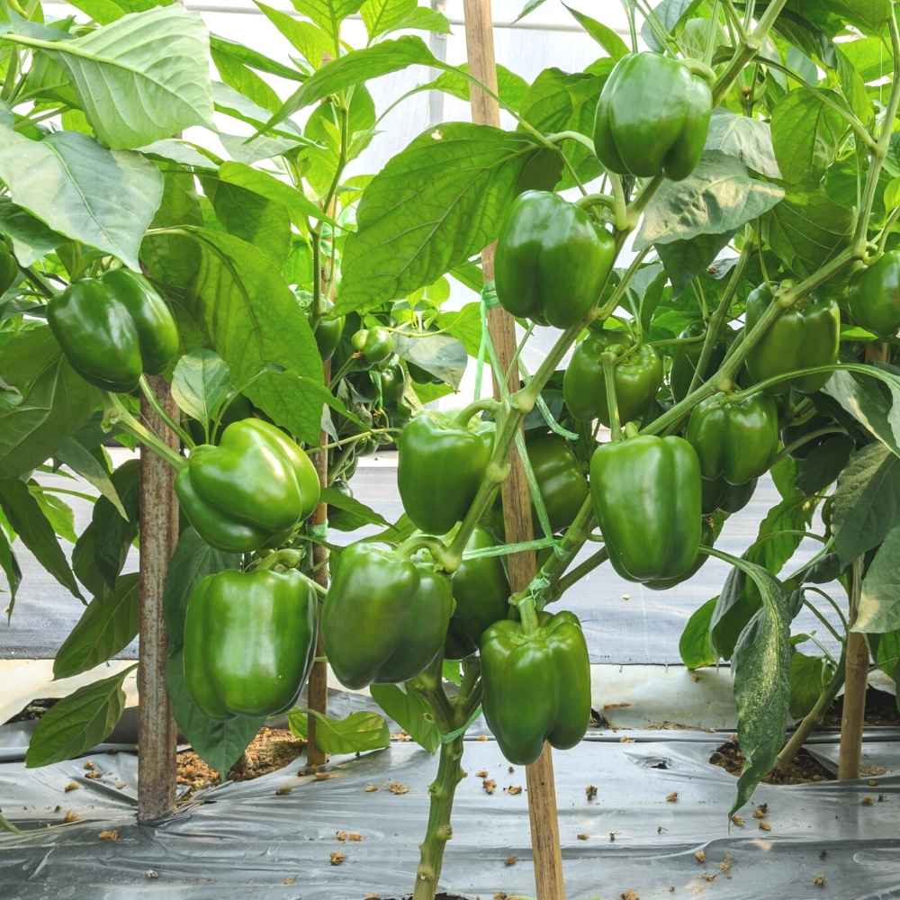 Green Capsicum (Hari Shimla Mirch) Seeds