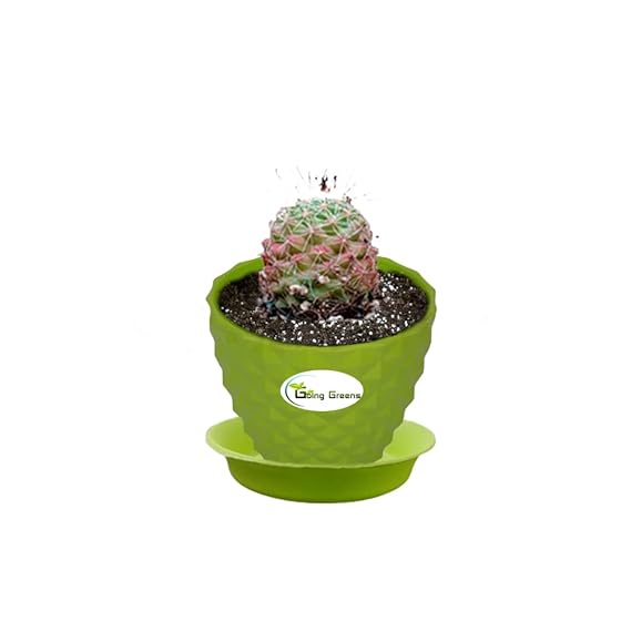 Notocactus Rutilans/Pink Ball Cactus