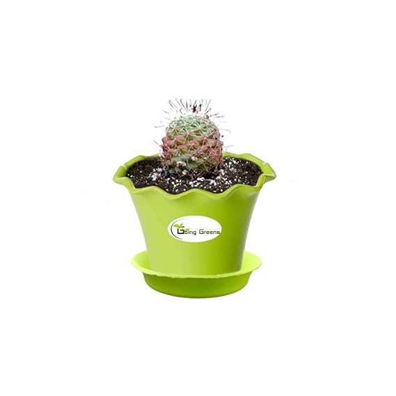 Notocactus Rutilans/Pink Ball Cactus