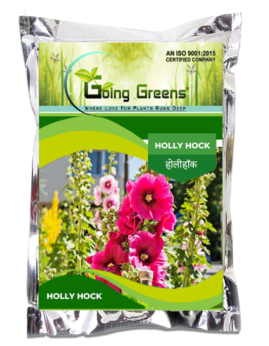 Holly Hock Flower Seeds