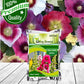 Holly Hock Flower Seeds