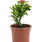 Ixora Dwarf (Pink)