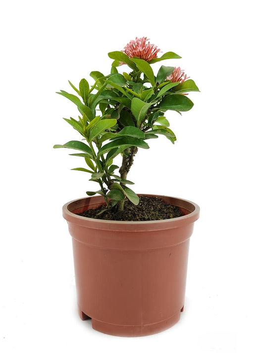 Ixora Dwarf (Pink)