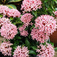 Ixora Dwarf (Pink)