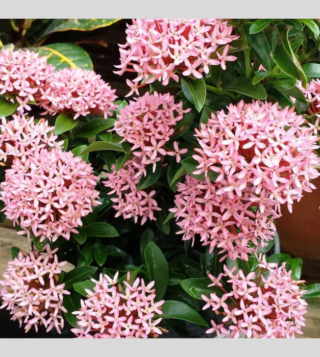Ixora Dwarf (Pink)