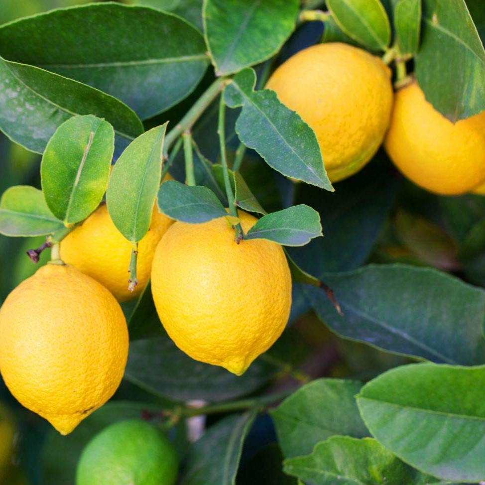 Kagzi Nimboo, Lemon Tree