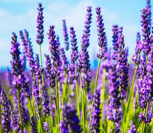 Lavender Herbs Seeds