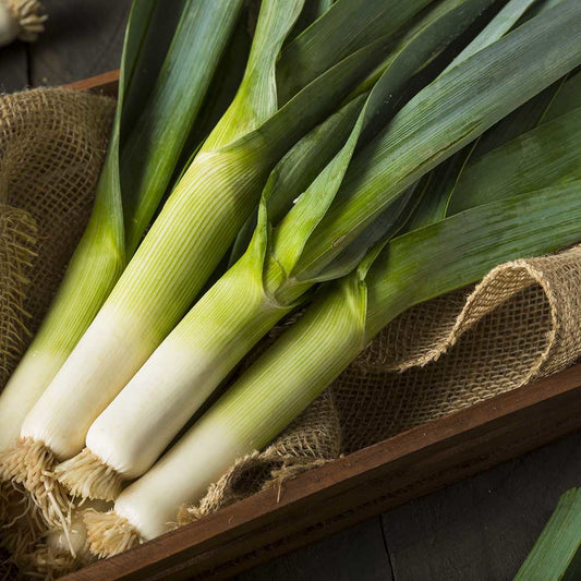 Leeks Seeds