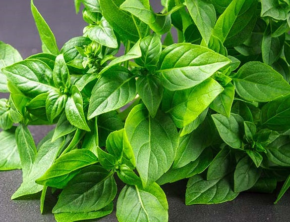 Lemon Basil Seeds