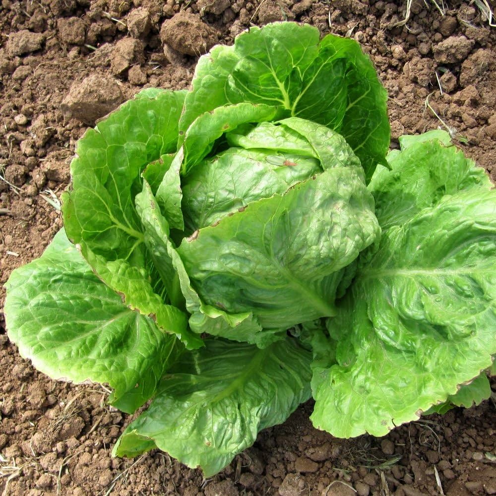 Iceberg lettuce Seeds