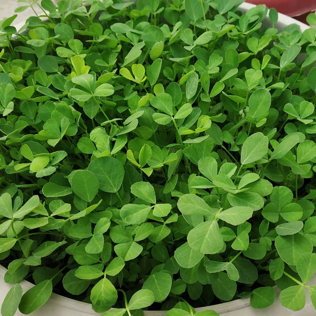 Fenugreek (Methi) Seeds – Going Greens