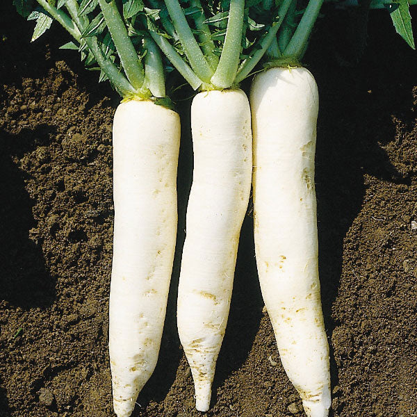 White Raddish (Safed Mooli) Seeds