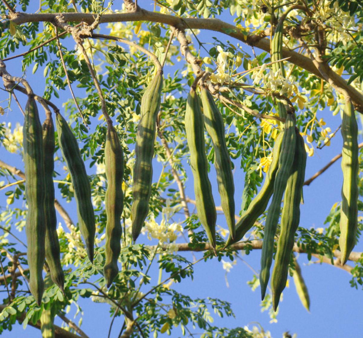 Moringa Oleifera (Drumstick / Sahjan) Seeds