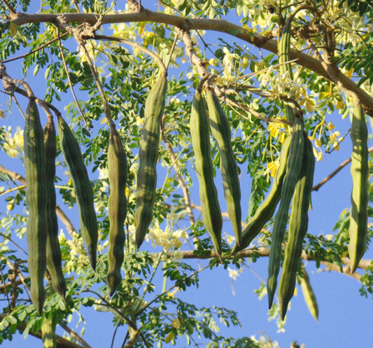 Moringa Oleifera (Drumstick / Sahjan) Seeds