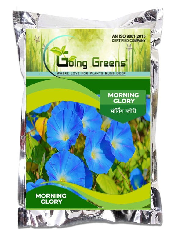 Morning Glory Flower Seeds