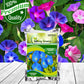 Morning Glory Flower Seeds