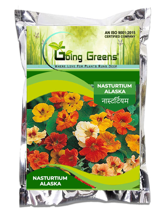 Nasturtium Alaska Flower Seeds