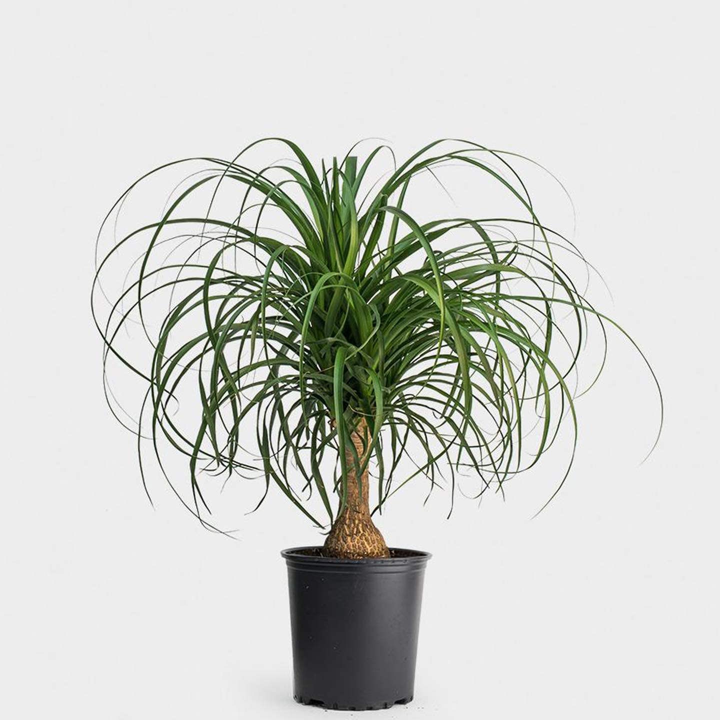 Nolina Palm Plant