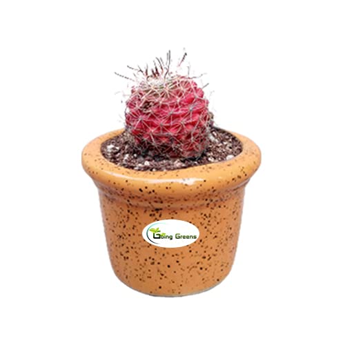 Notocactus Rutilans/Pink Ball Cactus
