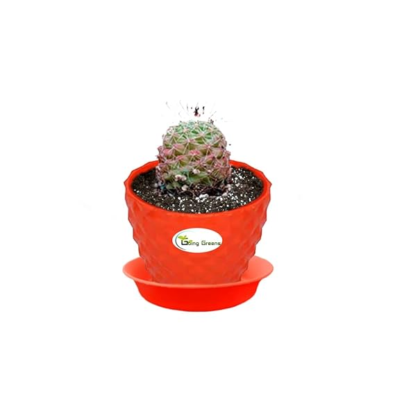 Notocactus Rutilans/Pink Ball Cactus