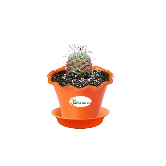 Notocactus Rutilans/Pink Ball Cactus